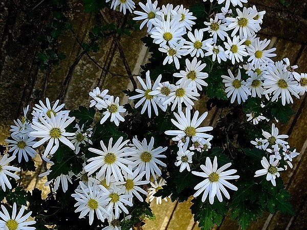 f:id:annhobby:20201201192414j:plain