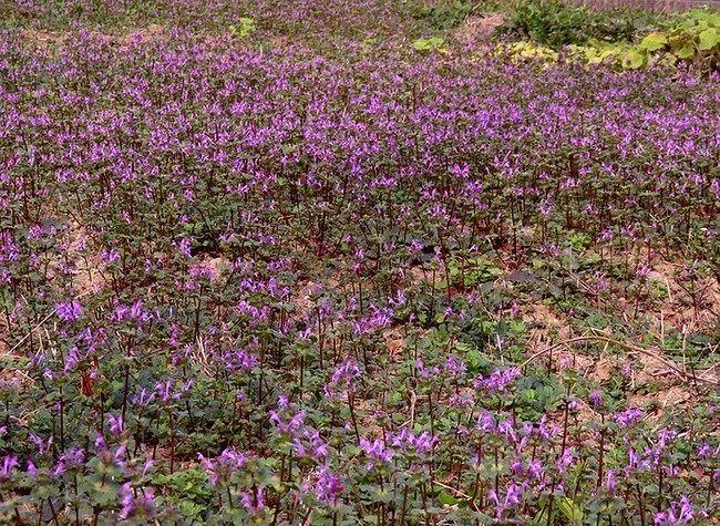 f:id:annhobby:20201209143305j:plain