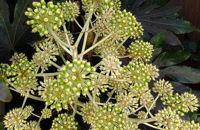 f:id:annhobby:20201229195009j:plain