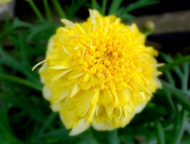 f:id:annhobby:20201231201404j:plain