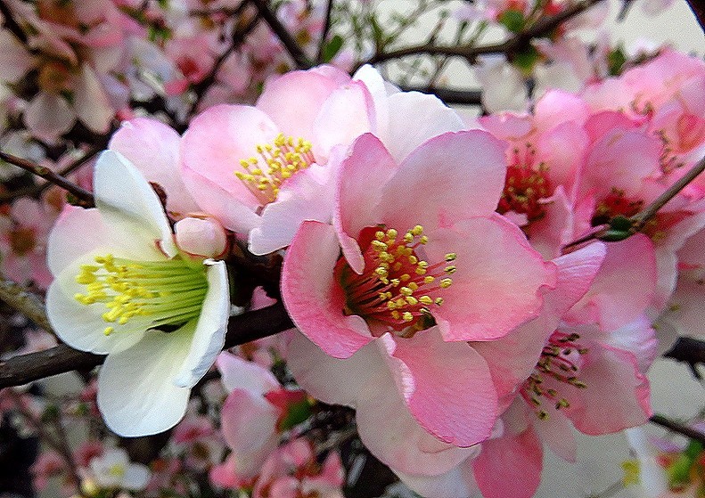 f:id:annhobby:20210321163815j:plain