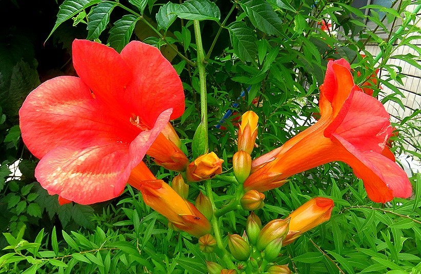 f:id:annhobby:20210623180740j:plain