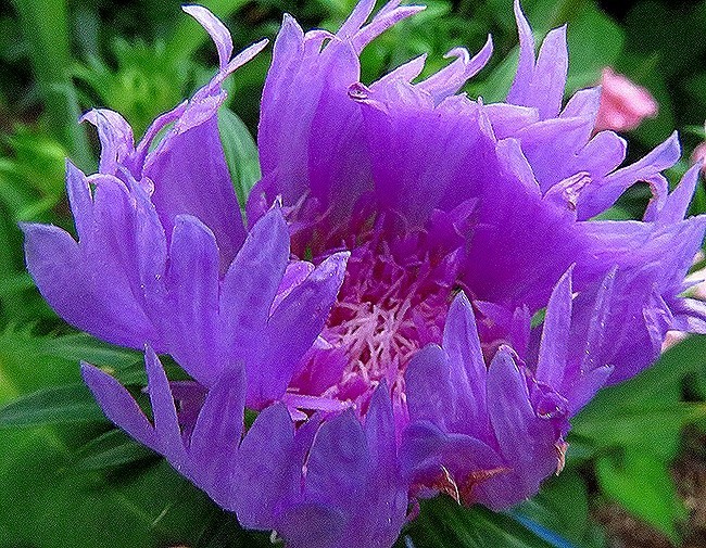 f:id:annhobby:20210624180929j:plain