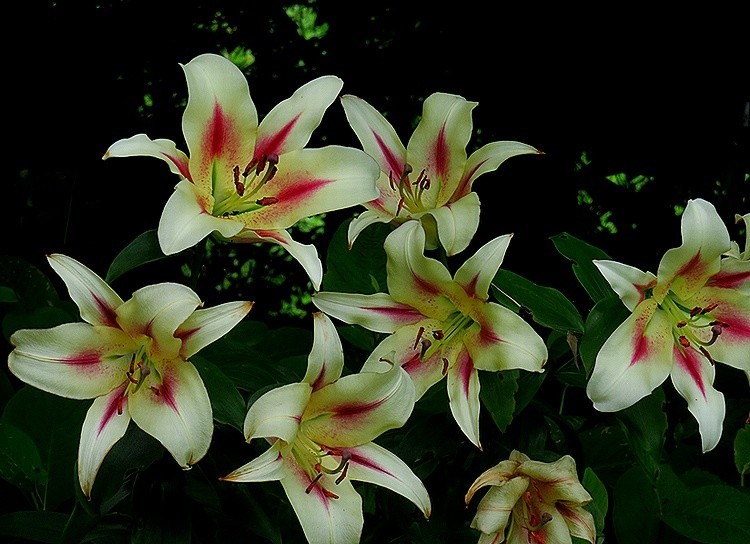 f:id:annhobby:20210715195125j:plain