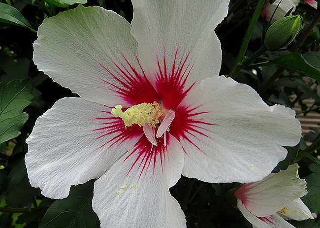 f:id:annhobby:20210720192837j:plain