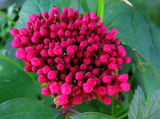 f:id:annhobby:20210803194257j:plain