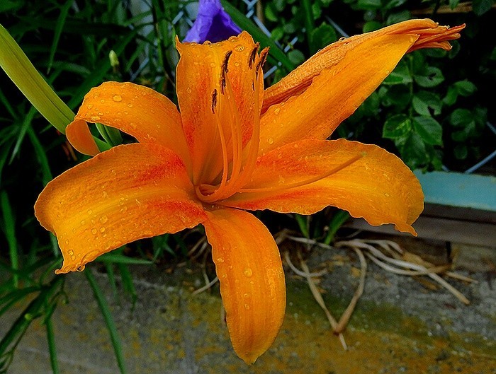 f:id:annhobby:20210811194109j:plain