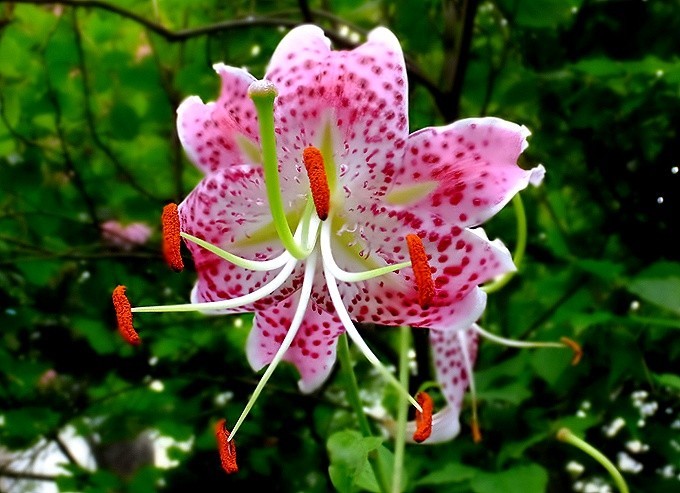 f:id:annhobby:20210819200957j:plain