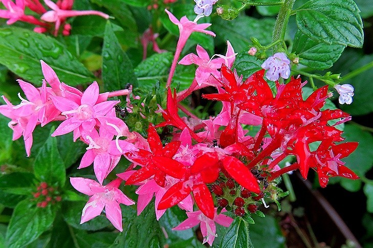 f:id:annhobby:20210826175723j:plain