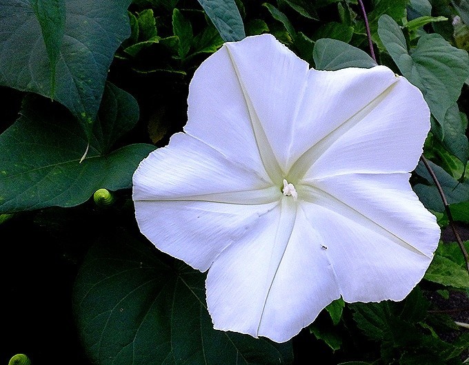 f:id:annhobby:20211002181822j:plain