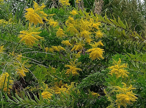 f:id:annhobby:20211011191719j:plain