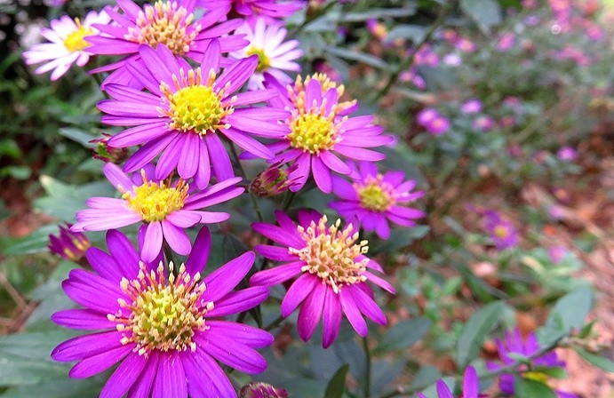 f:id:annhobby:20211112201031j:plain