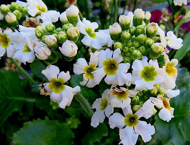 f:id:annhobby:20211219171539j:plain