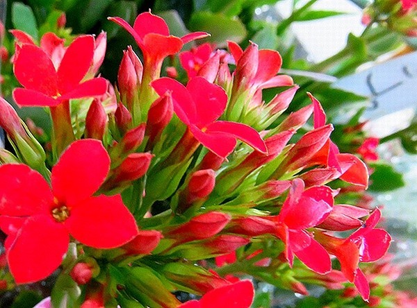 f:id:annhobby:20211224191233j:plain