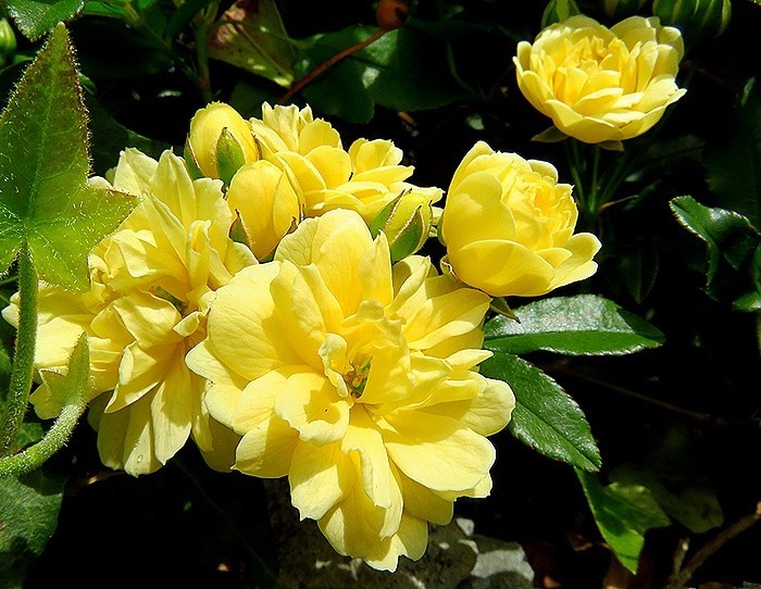 f:id:annhobby:20220415192510j:plain