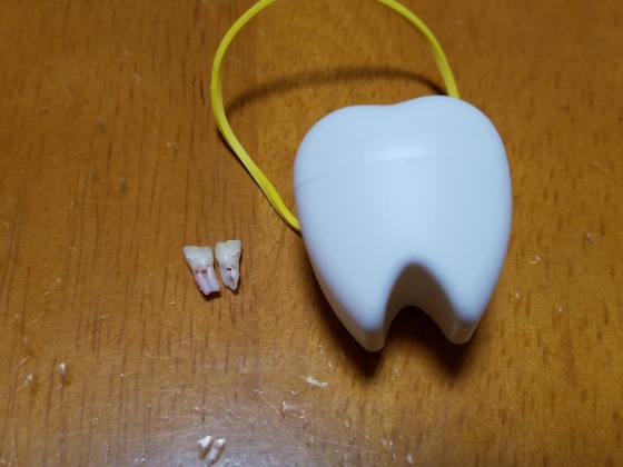 イメージ 5