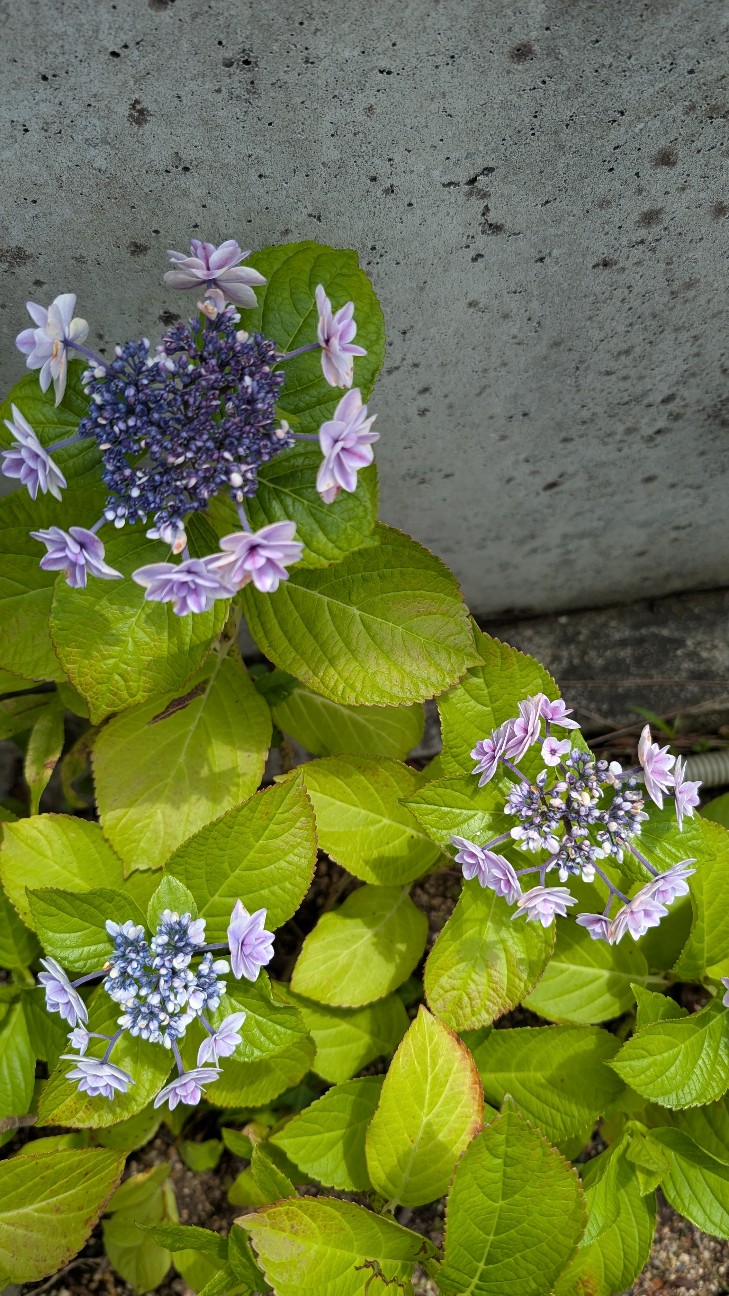 f:id:annoheya:20260629172117j:image