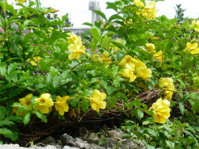 f:id:annoncita:20100729094809j:image:h200 f:id:annoncita:20100729094809j:image:h200