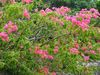 f:id:annoncita:20100729095227j:image:h200 f:id:annoncita:20100729095227j:image:h200