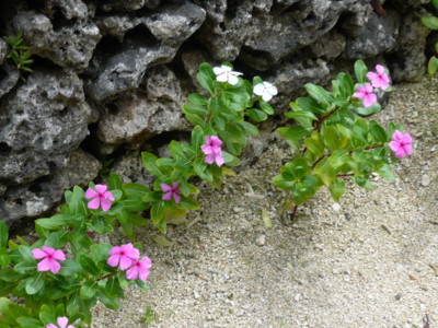 f:id:annoncita:20100729095252j:image:h200 f:id:annoncita:20100729095252j:image:h200