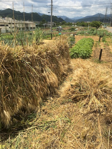 f:id:annonseikatu:20190531072155j:image f:id:annonseikatu:20190531072155j:image