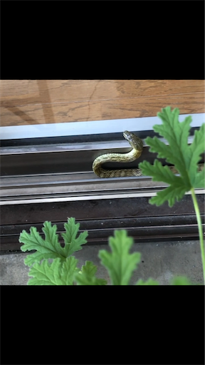 f:id:annonseikatu:20200813170539p:image