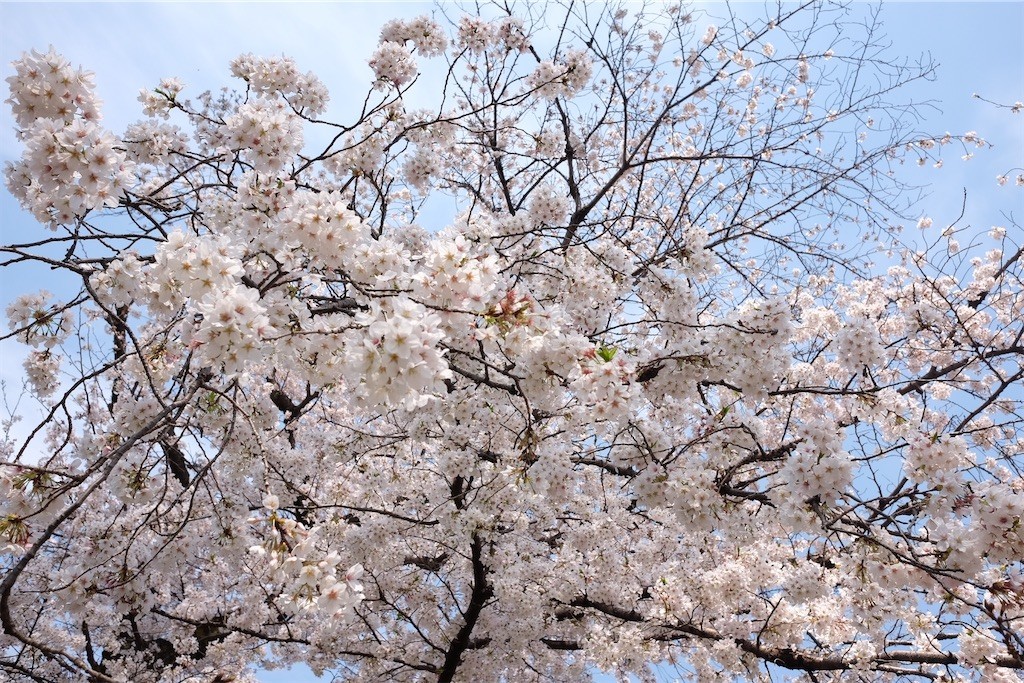 f:id:anoco:20210329081557j:image f:id:anoco:20210329081557j:image