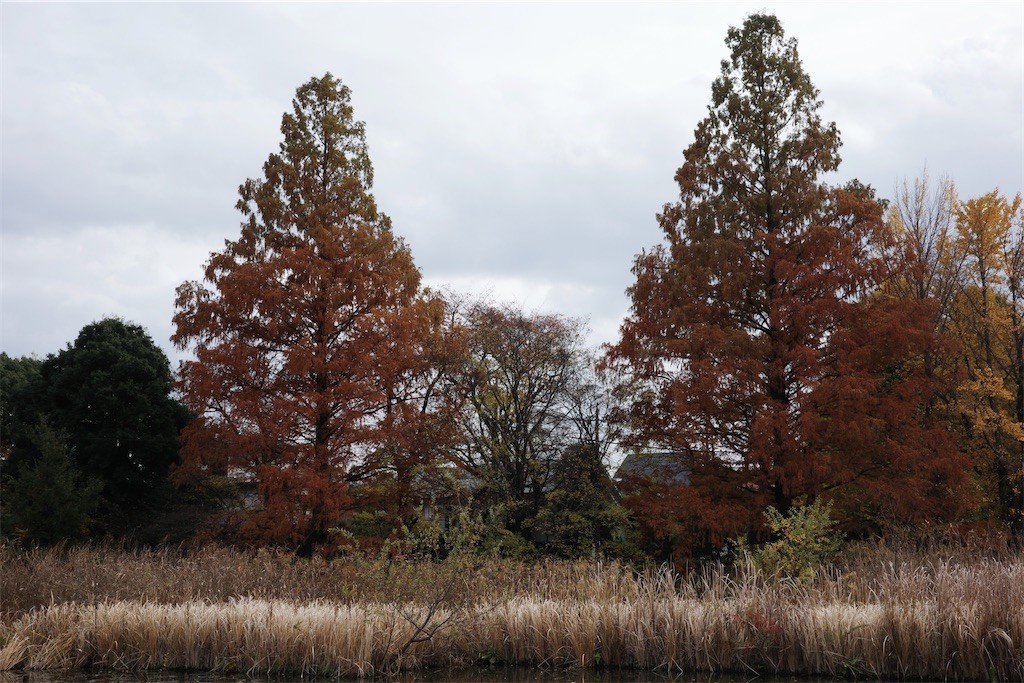 f:id:anoco:20221126212822j:image