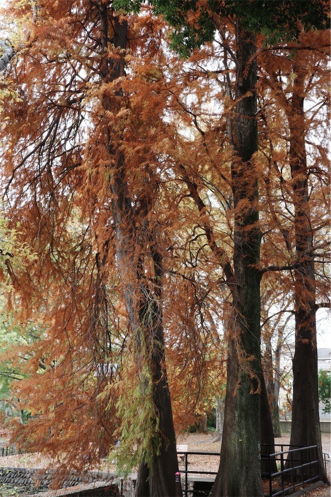 f:id:anoco:20221126212912j:image