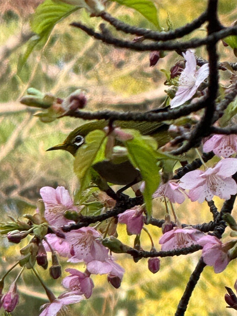 f:id:anoco:20260224142504j:image