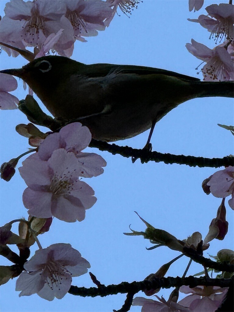 f:id:anoco:20260224142518j:image