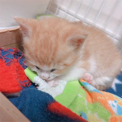 f:id:anohikoi:20190811231417j:image