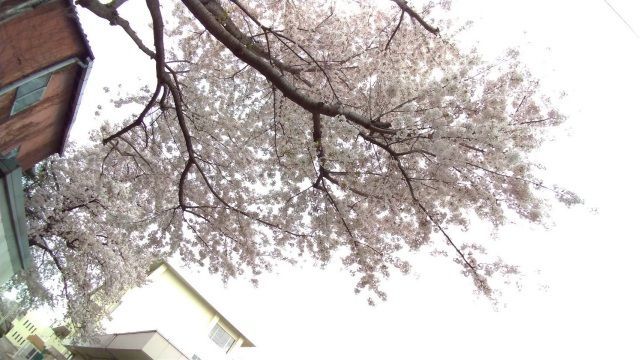 今日はアルコール何グラム？（断酒８年１８日目）