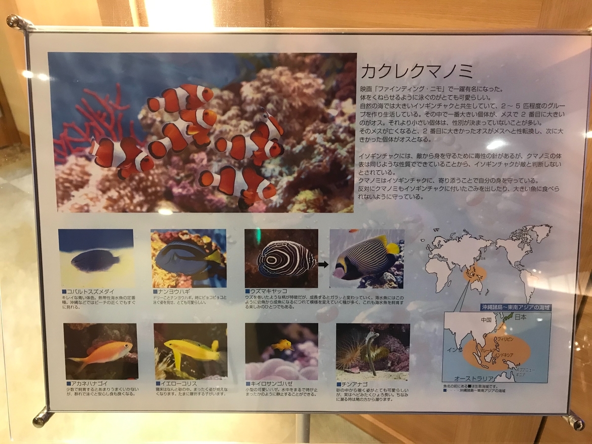 ニモとドリーって一緒にされがち あの道散策