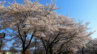 お花見