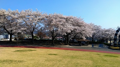 お花見