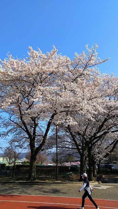 お花見