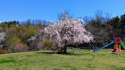 瞑想 公園