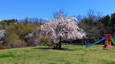 瞑想　公園