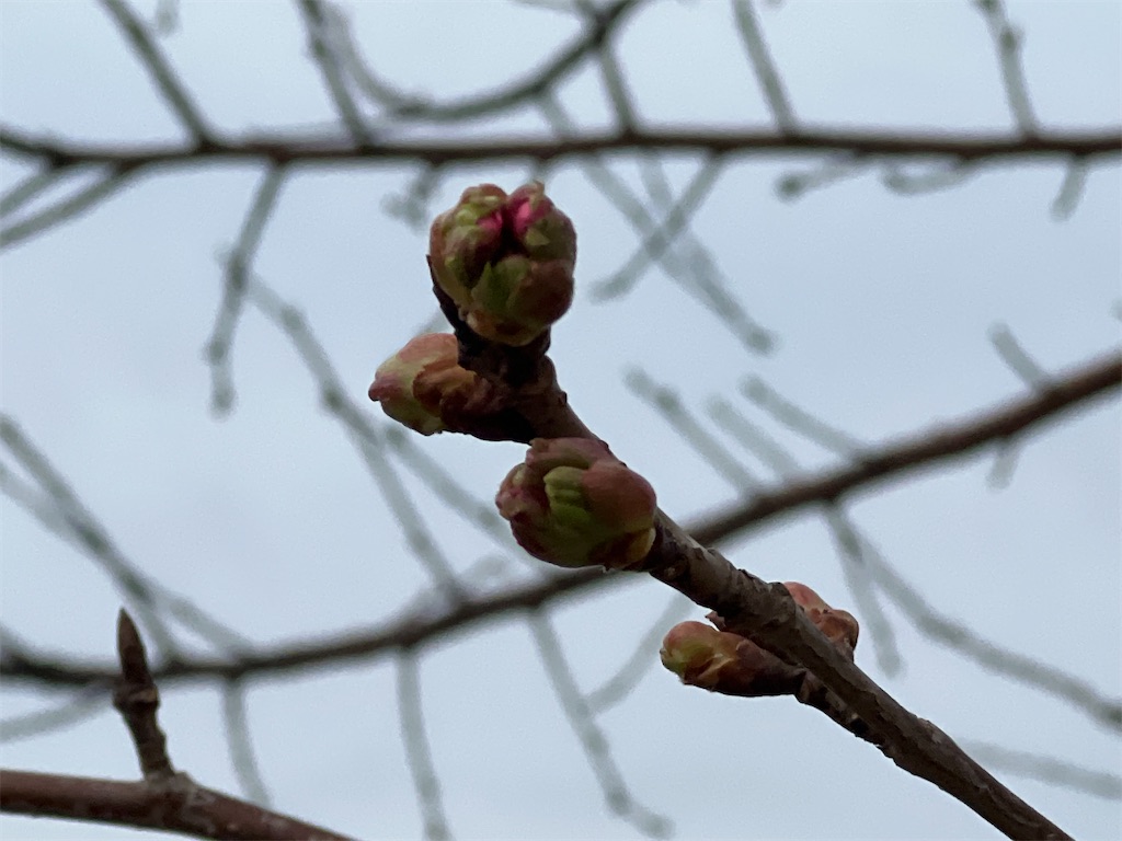 f:id:anpanchichi:20220315173040j:image f:id:anpanchichi:20220315173040j:image