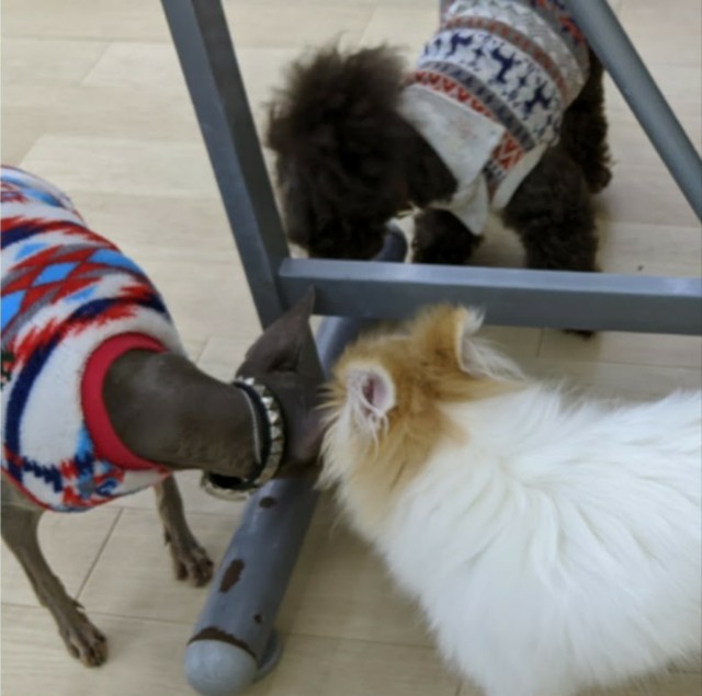 f:id:anprimus_andor:20200201201850j:image f:id:anprimus_andor:20200201201850j:image