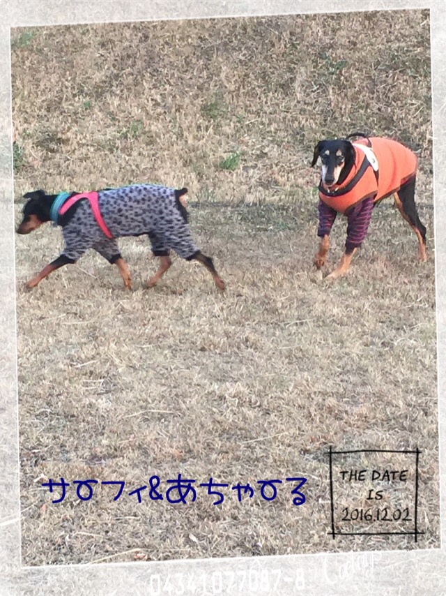 f:id:anri0508:20161202223709j:plain f:id:anri0508:20161202223709j:plain