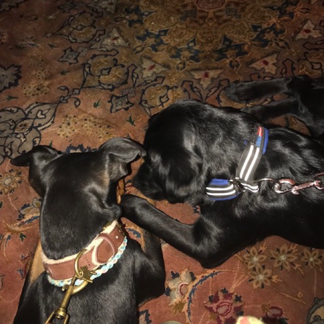 f:id:anri0508:20171211212507j:plain f:id:anri0508:20171211212507j:plain