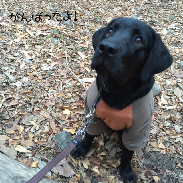 f:id:anri0508:20180103174350j:plain f:id:anri0508:20180103174350j:plain