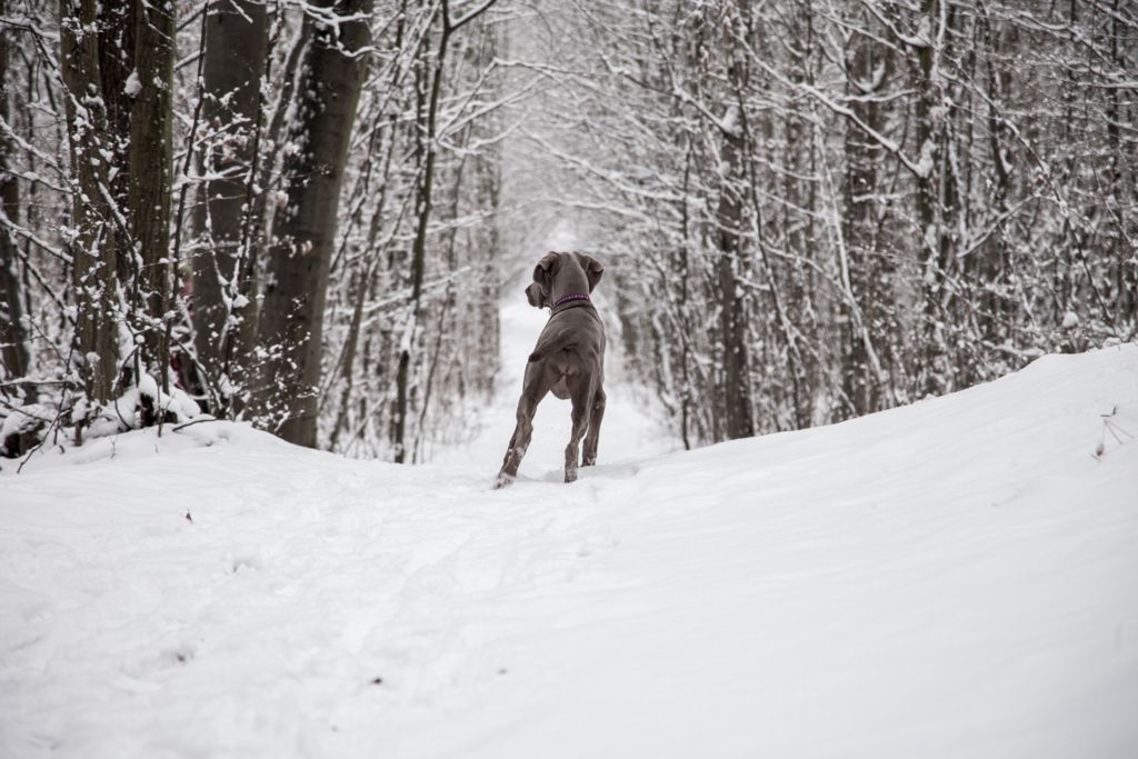 f:id:anri0508:20180124195728j:plain f:id:anri0508:20180124195728j:plain