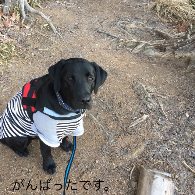 f:id:anri0508:20180205160446j:plain