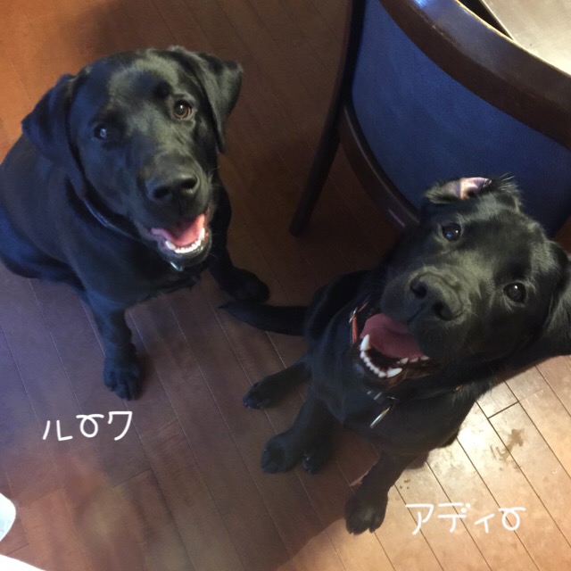 f:id:anri0508:20180224223101j:plain