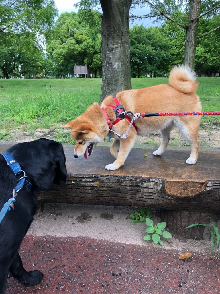 f:id:anri0508:20180612065103j:plain f:id:anri0508:20180612065103j:plain