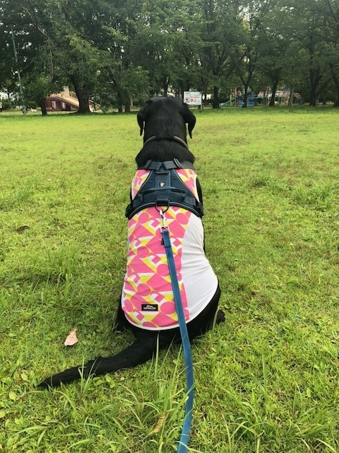 f:id:anri0508:20190619070733j:plain f:id:anri0508:20190619070733j:plain