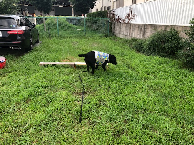 f:id:anri0508:20190726064540j:plain